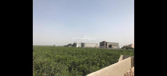 أرض زراعية للببع تصلح لجميع الأغراض - 9