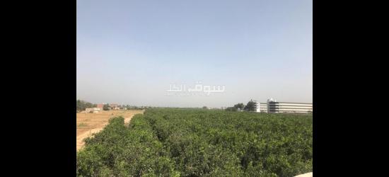 أرض زراعية للببع تصلح لجميع الأغراض - 10