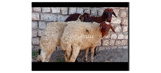 الاغنام عندي جميله جدا تربية بيت