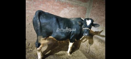 اجود انواع اللحوم الحمراء البلدى مزرعه الصعيدى