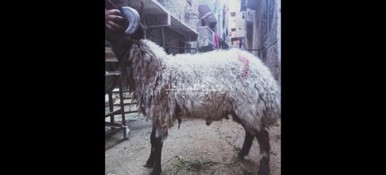 المعادي شارع10أ